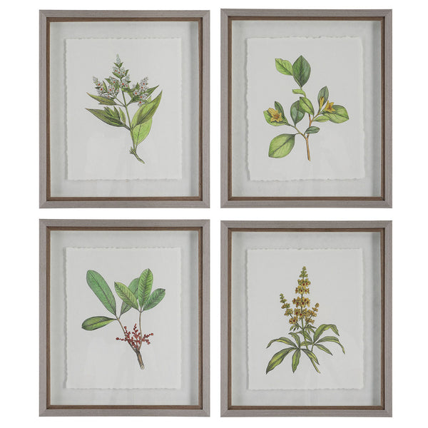 Wildflower Study Framed Prints, S/4 in Light Gray Finish